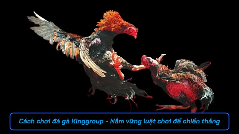 Cách chơi đá gà Kinggroup - Nắm vững luật chơi để chiến thắng