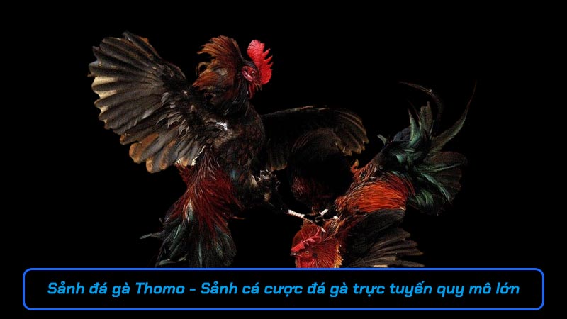 Sảnh đá gà Thomo - Sảnh cá cược đá gà trực tuyến lớn nhất Việt Nam